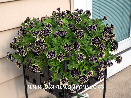 Midnight Gold Petunia